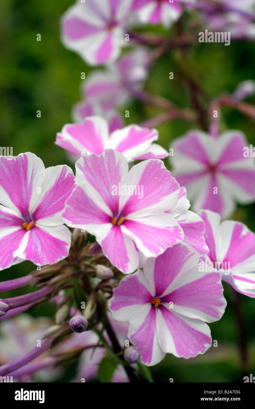 PHLOX MACULATA NATASHA Banque D'Images