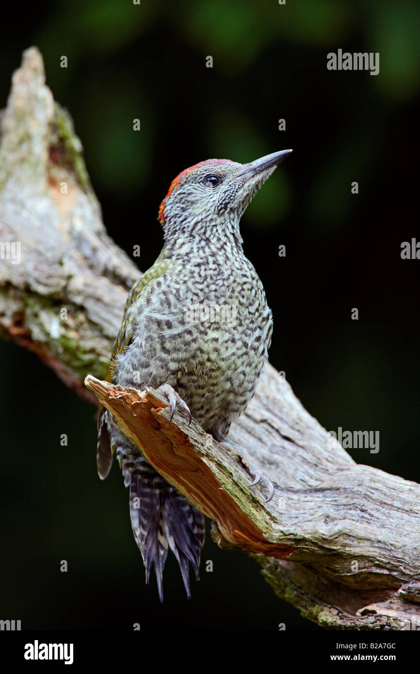 Pic Vert Picus viridis juvénile à Potton alerte Bedfordshire Banque D'Images