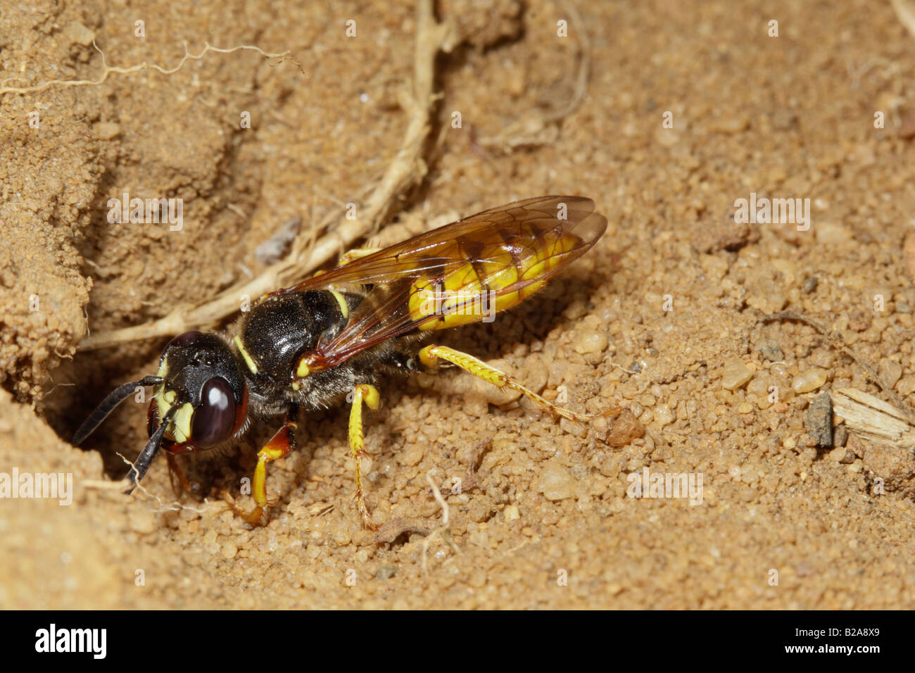 Bee-killer Wasp Philanthus triangulum à orifice Sandy Bedfordshire Banque D'Images