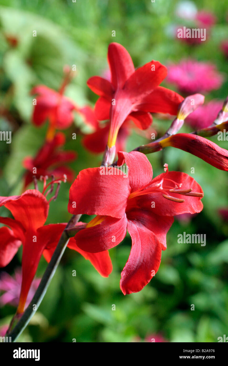 CROCOSMIA en enfer ! Banque D'Images