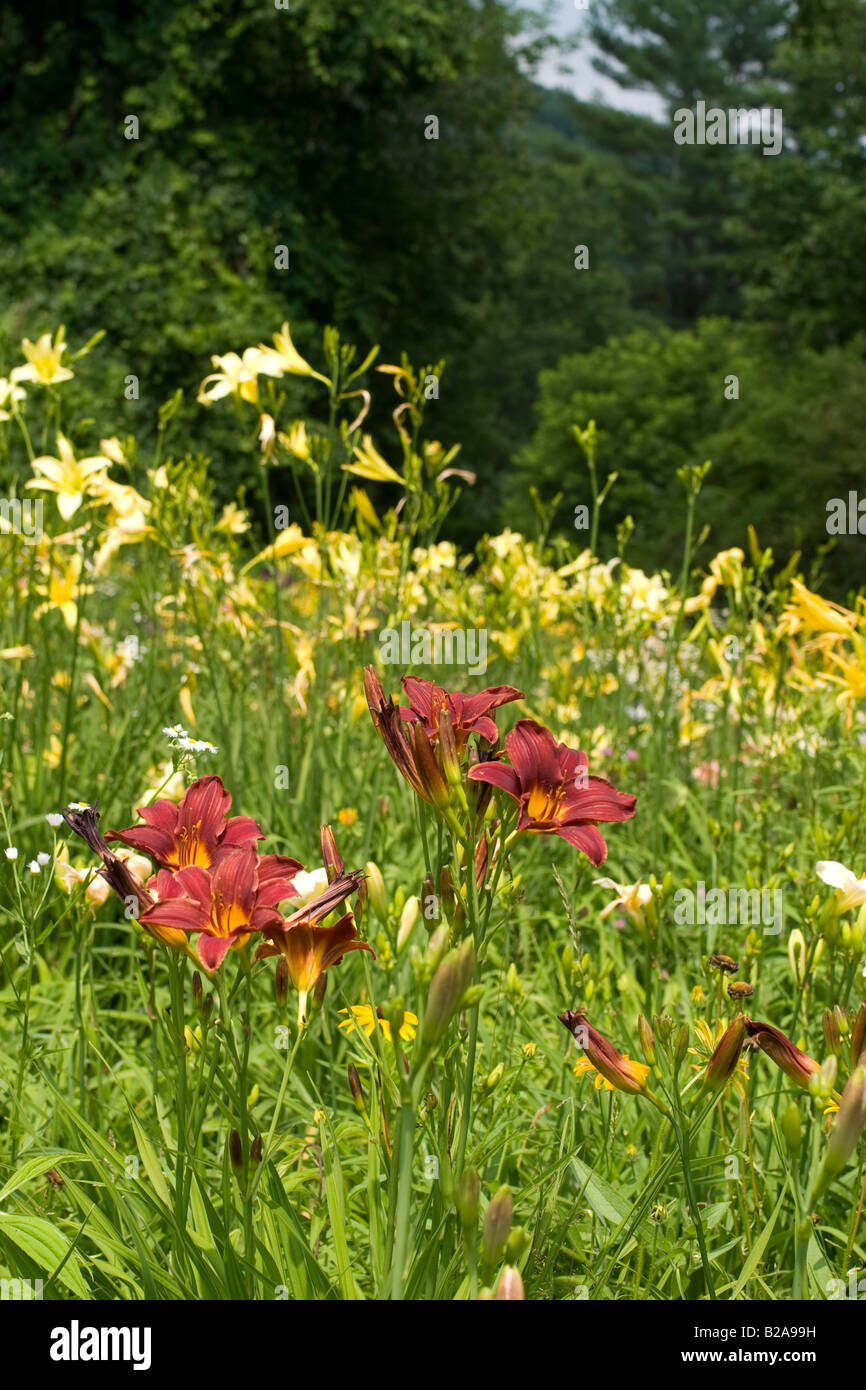 De nombreuses variétés d'hémérocalles peuvent être trouvés à ce jour southern Vermont lily farm Banque D'Images