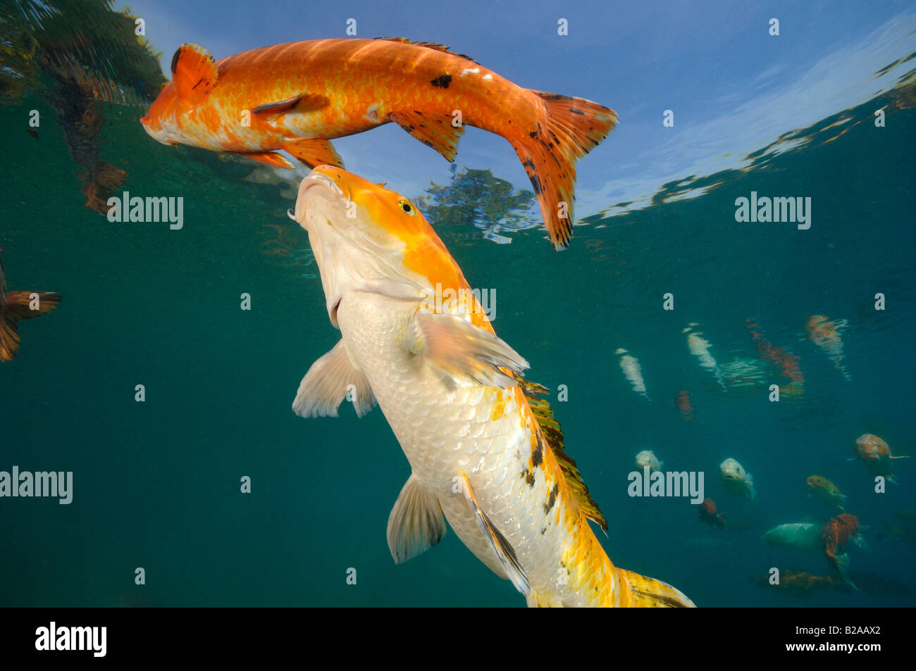 La carpe koï sont élevées dans des étangs d'eau douce Banque D'Images