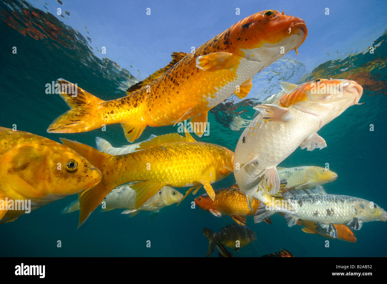 La carpe koï sont élevées dans des étangs d'eau douce Banque D'Images