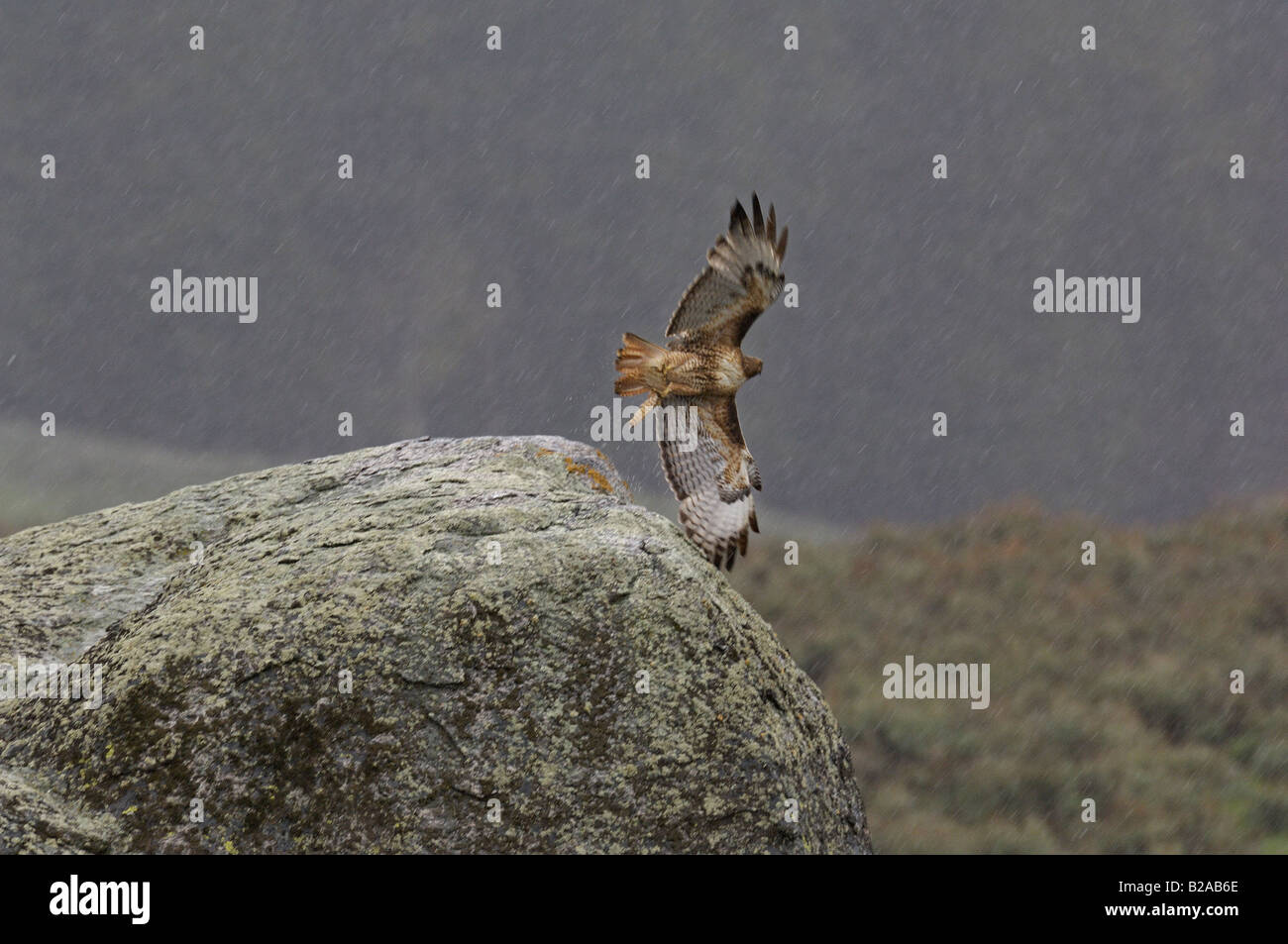 Red-tailed hawk sur boulder en pleine tempête Banque D'Images