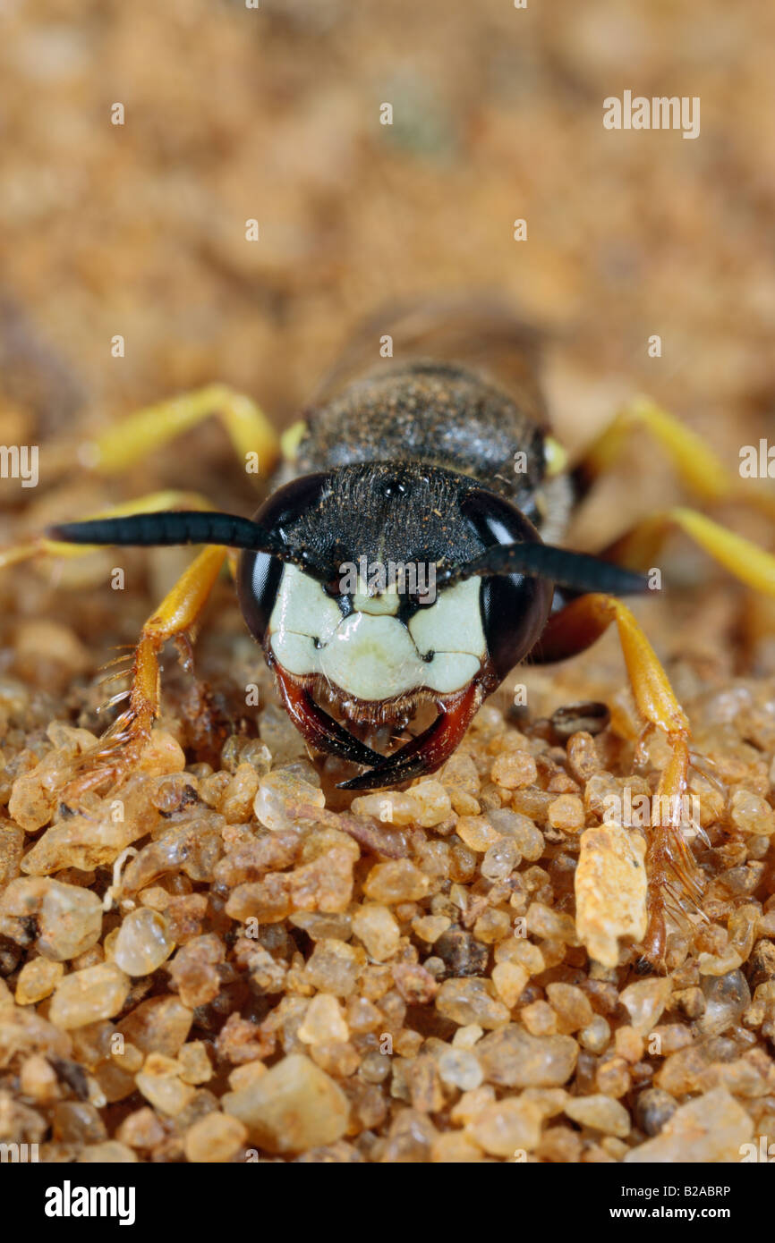 Bee-killer Wasp Philanthus triangulum close up de sable face Berdfordshire Banque D'Images