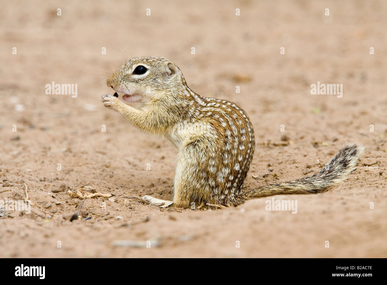 Mexican Spermophilus mexicanus Rio Grande City Texas United States 31 mars Sciuridae Adultes Banque D'Images