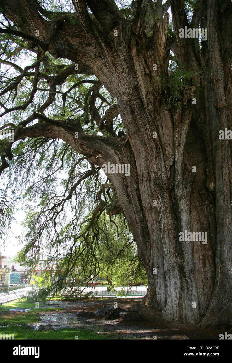 L'arbre de Tule, Santa María del Tule, État de Oaxaca, Mexique. Banque D'Images