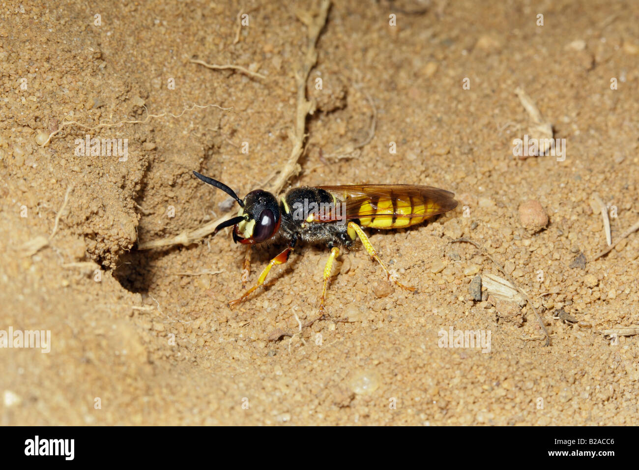 Bee-killer Wasp Philanthus triangulum à entrée à Bedfordshire Sandy trou Banque D'Images