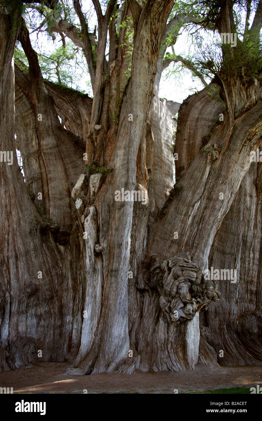 L'arbre de Tule, Santa María del Tule, État de Oaxaca, Mexique. Banque D'Images