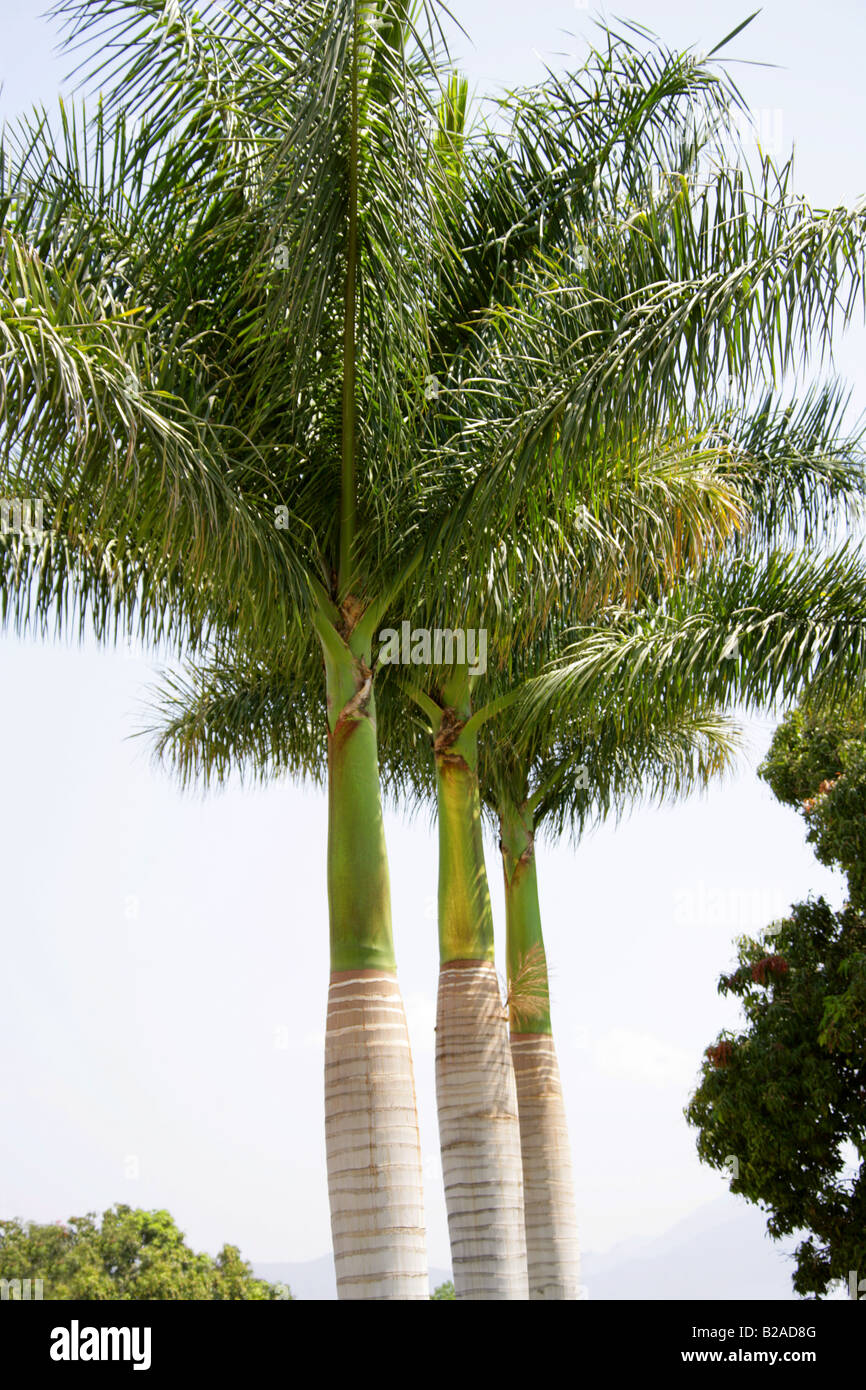 Royal Palms cubain, Roystonea regia, Arecaceae. De plus en plus les Jardins Municipaux à Tule, État de Oaxaca, Mexique. Banque D'Images