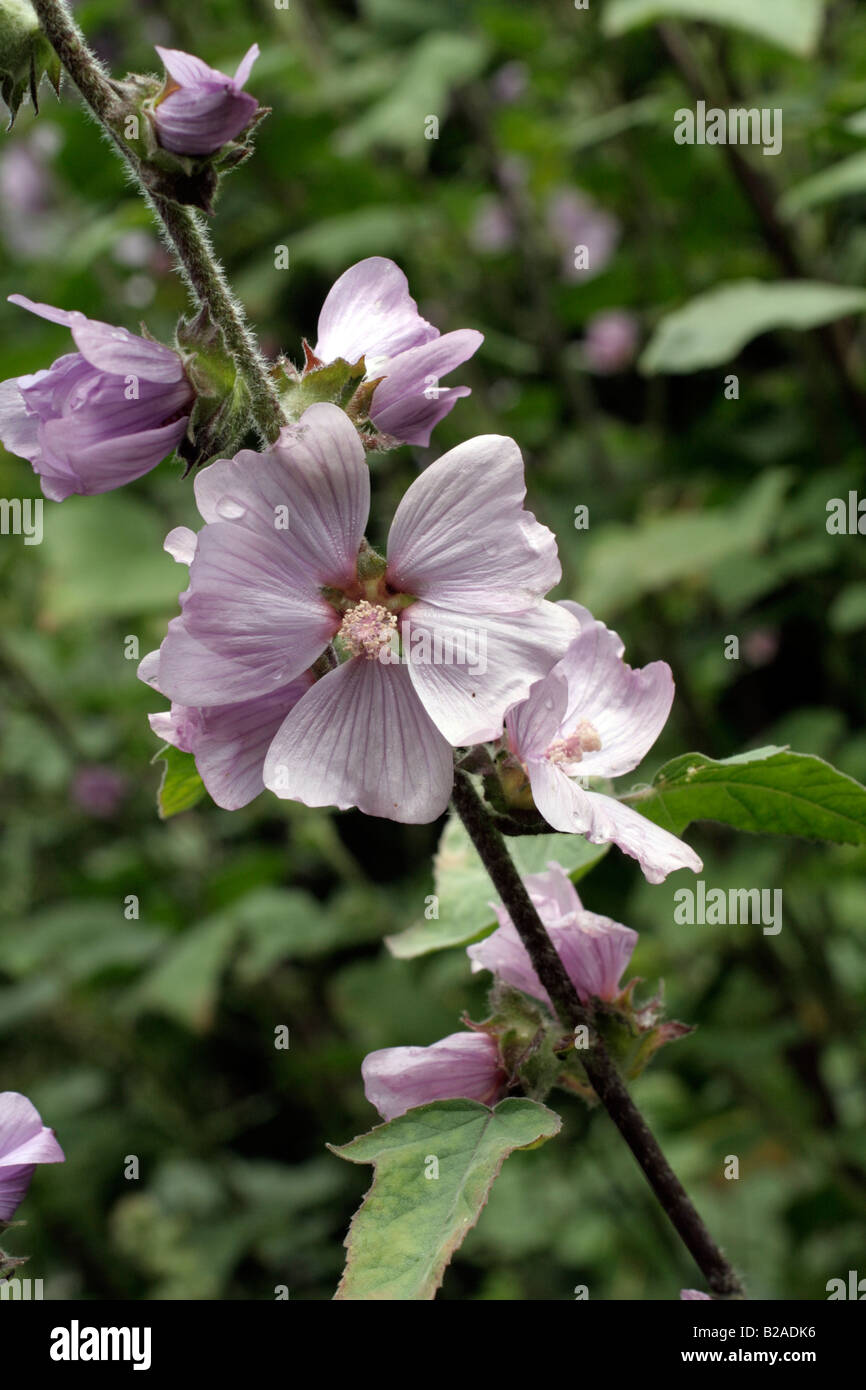 LAVATERA X CLEMENTII LAVENDER LADY À MARWOOD HILL GARDENS NORTH DEVON Banque D'Images