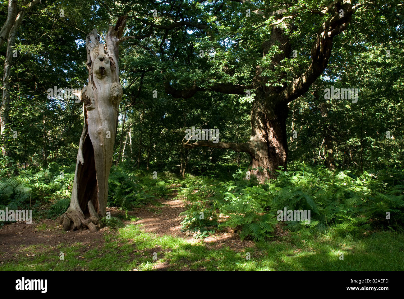 Chênes morts et vivants dans la forêt de Sherwood Banque D'Images