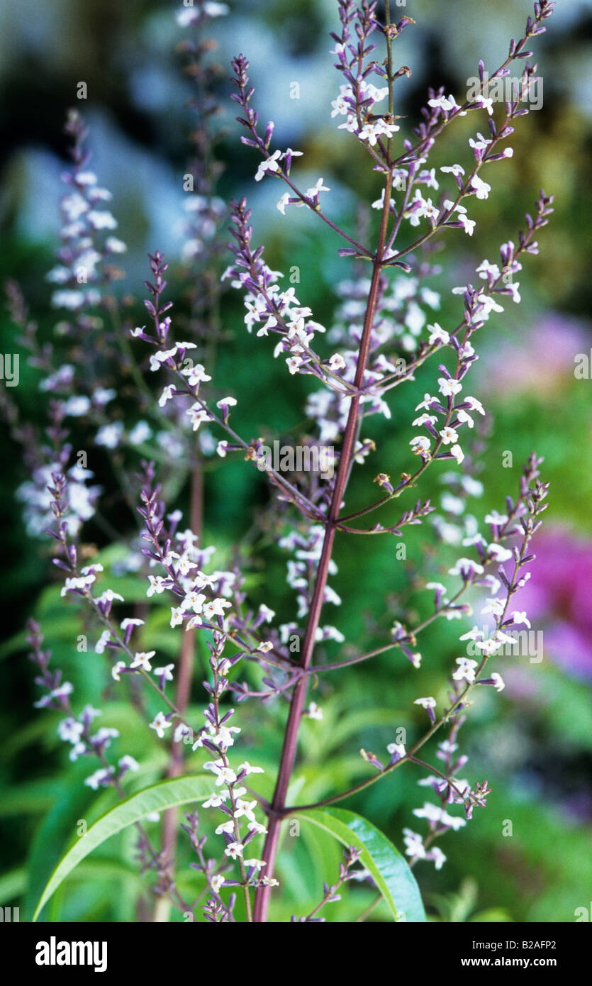 La verveine Aloysia triphylla Banque D'Images