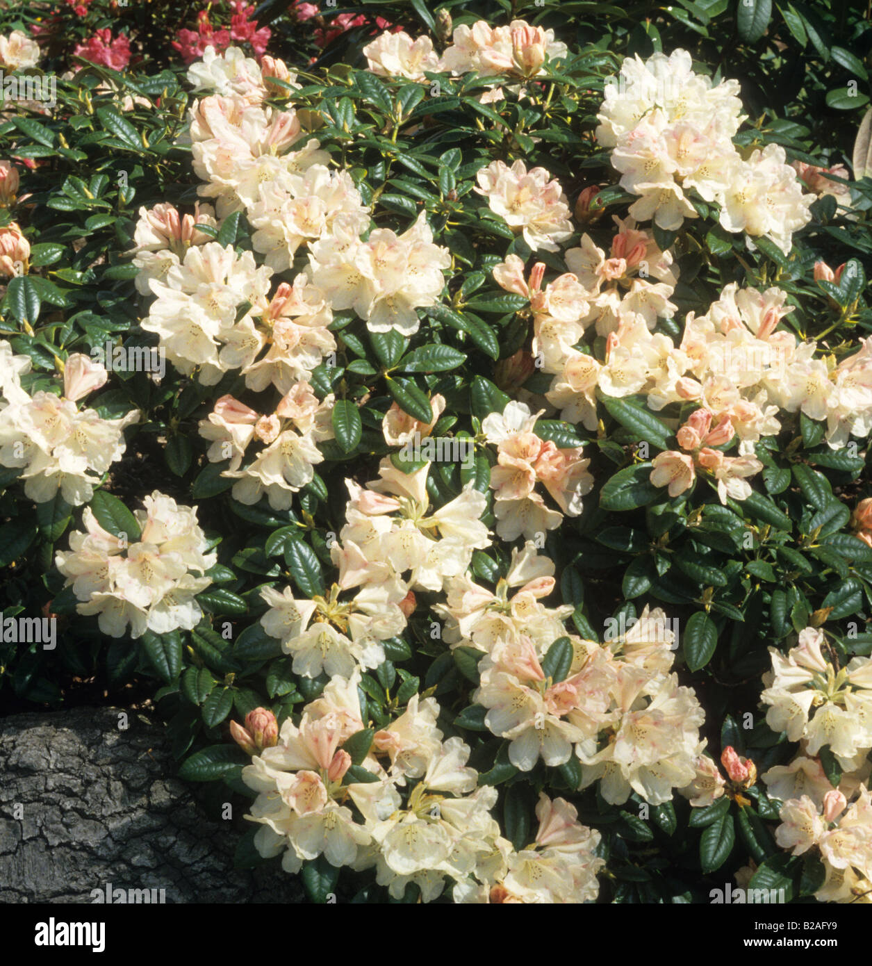 Rhododendron Dusty Miller Banque D'Images