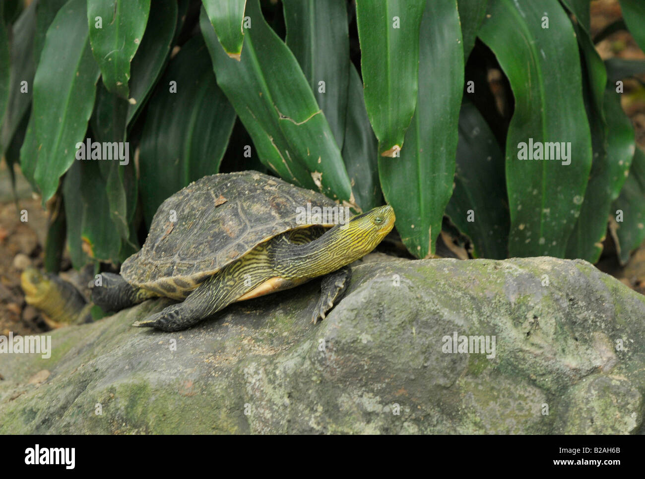 La bande de chinois , tortue de dusit zoo , bangkok , Thaïlande Banque D'Images