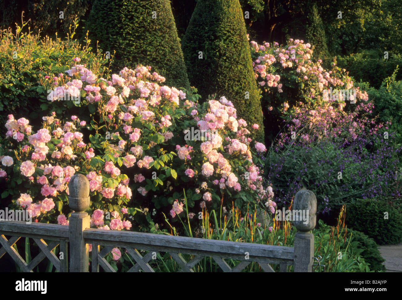 Wollerton Old Hall Shropshire shrub rose rose Fantin Latour Banque D'Images