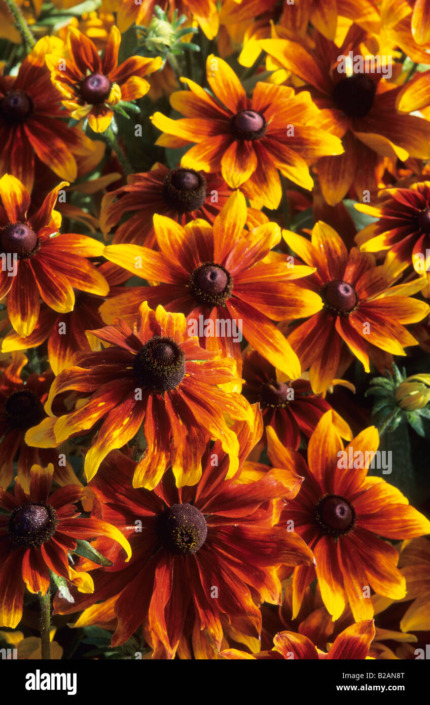 Black Eyed Susan Rudbeckia fulgida nain rustique Banque D'Images