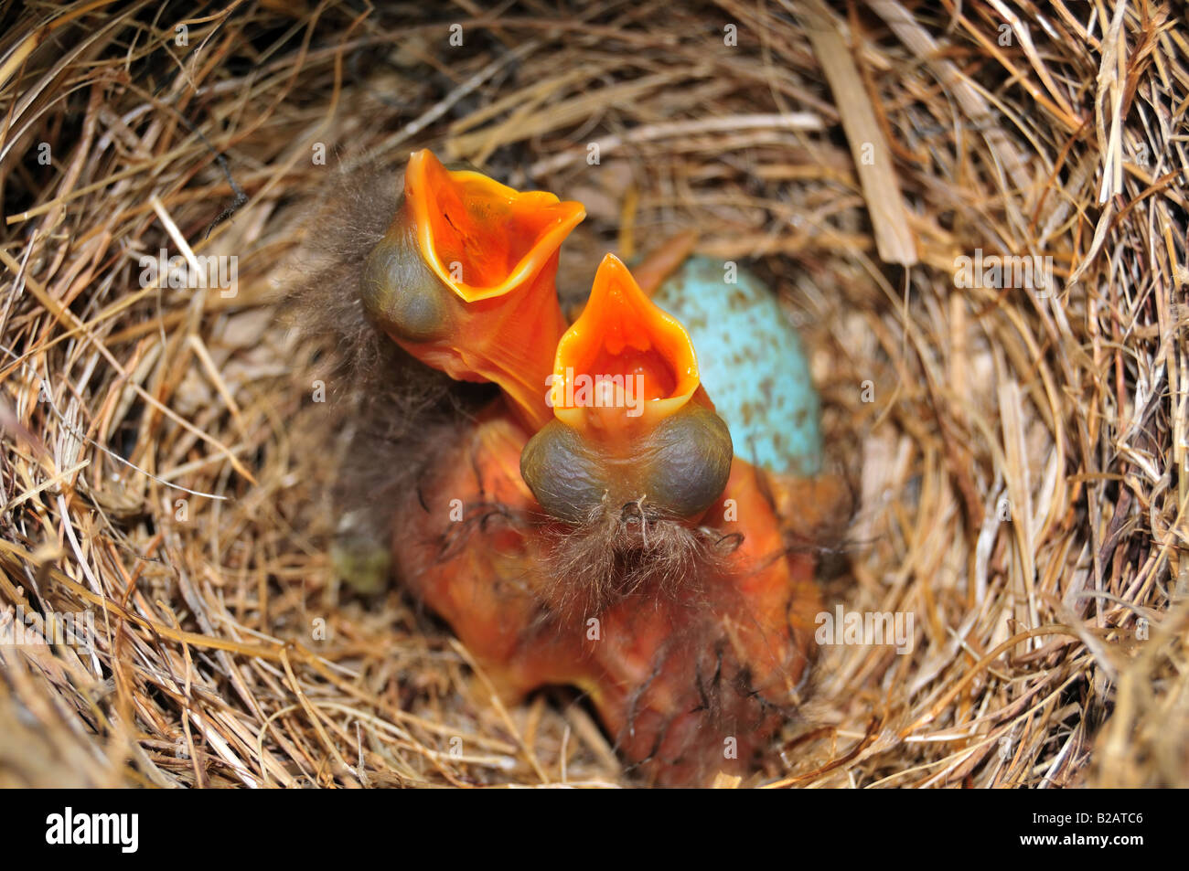 L'heure du dîner - deux moineaux bébé nid en attendant d'être nourris il y a un œuf moucheté bleu dans le nid aussi. Banque D'Images