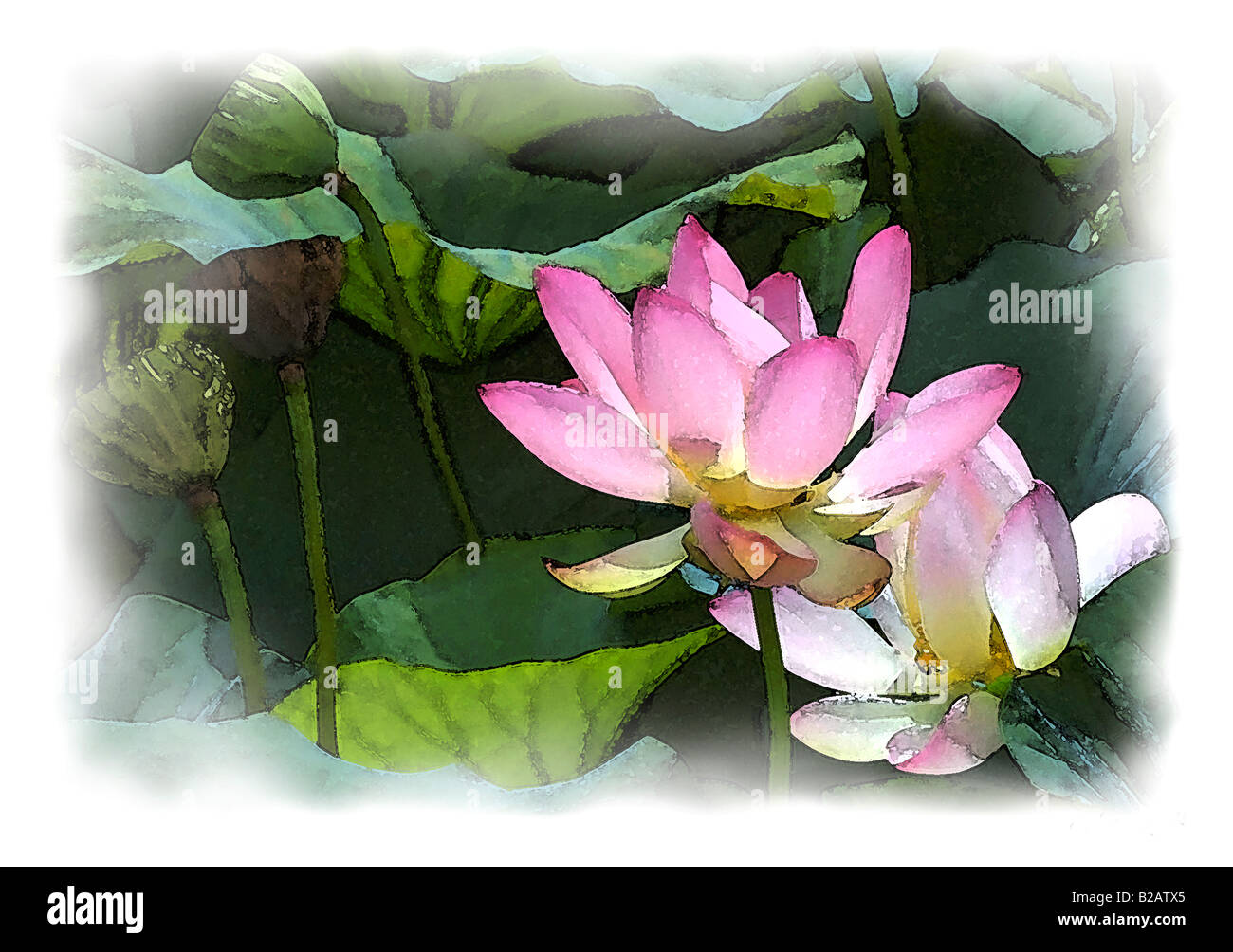 Fleurs de lotus rose. Couleur de l'eau effet peinture. Banque D'Images