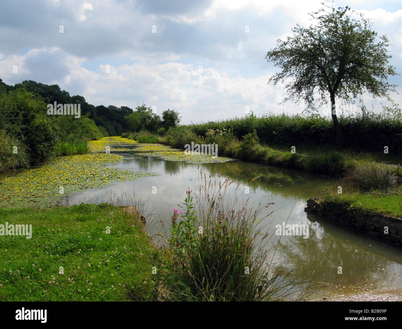 Cale à une section restaurée de l'Église et de Berks canal avec des nénuphars jaunes à Wootton Bassett, Wiltshire, Angleterre Banque D'Images Cale à une section restaurée de l'Église et de Berks canal avec des nénuphars jaunes à Wootton Bassett, Wiltshire, Angleterre Banque D'Images