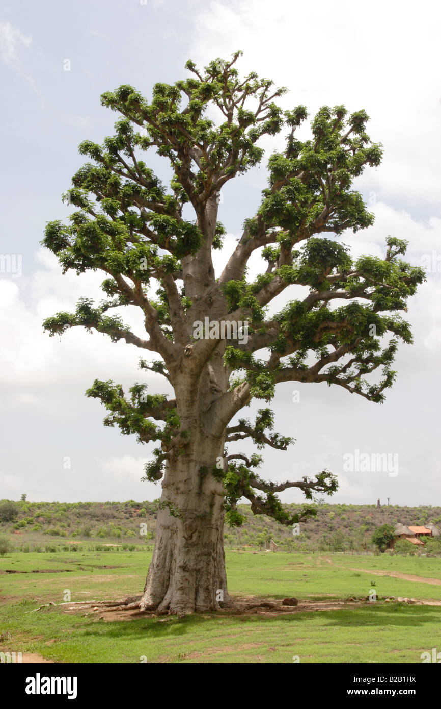 Baobab, Tubab Dialao , Sénégal. Banque D'Images