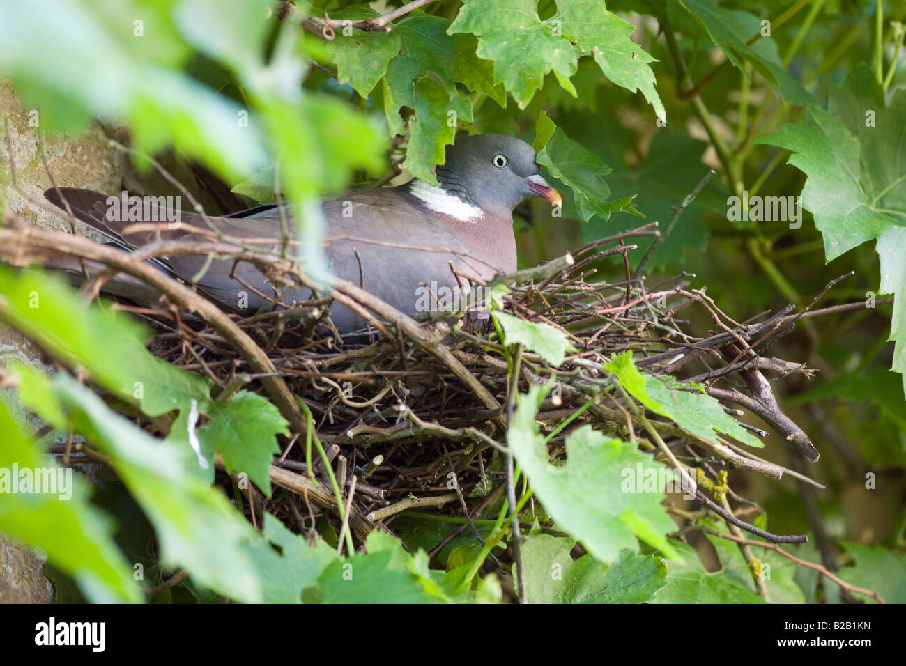 Ramier femelle nichant dans l'Oxfordshire Swinbrook Cotswolds, Royaume-Uni Banque D'Images