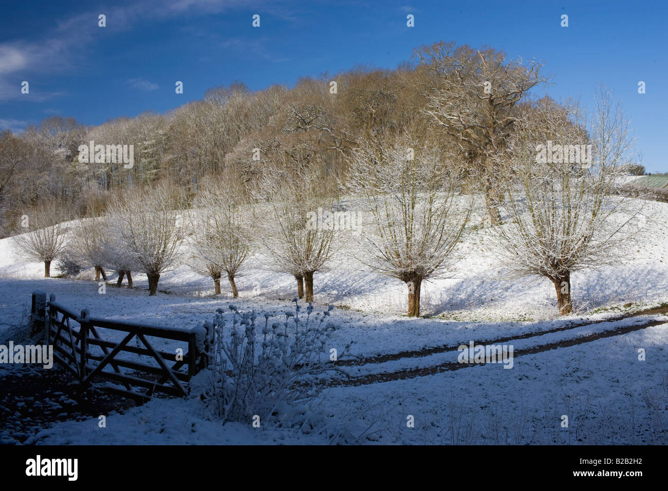 La neige sur les arbres étêtés Willow à Swinbrook dans l'Oxfordshire England Royaume-Uni Banque D'Images