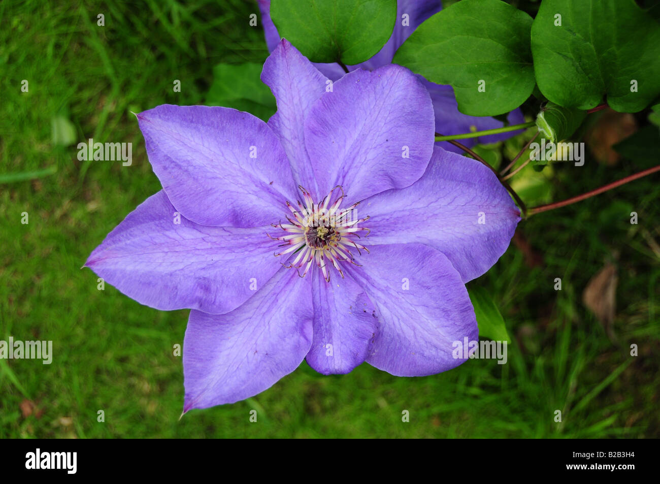 Fleur de clématite 'Elsa Spath' - Banque D'Images