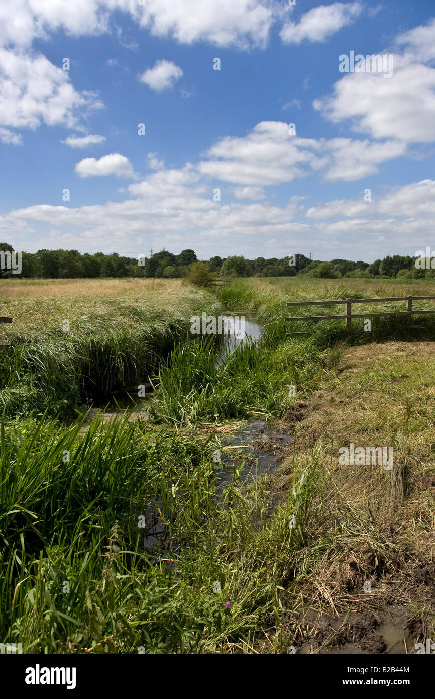 Sanctuaire de libellules Lee Valley Park Essex Banque D'Images