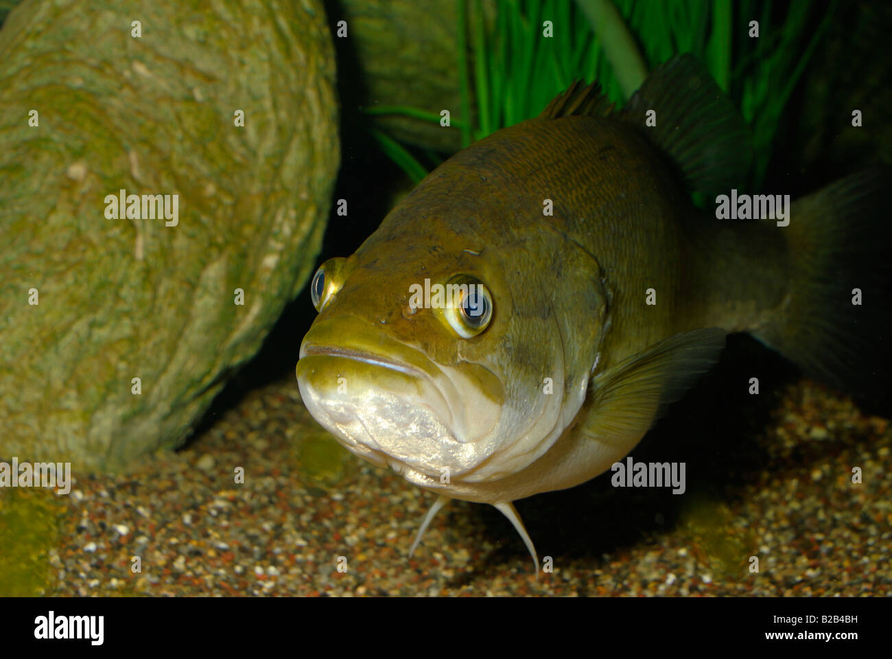 L'achigan à grande bouche Micropterus salmoides Florida Banque D'Images