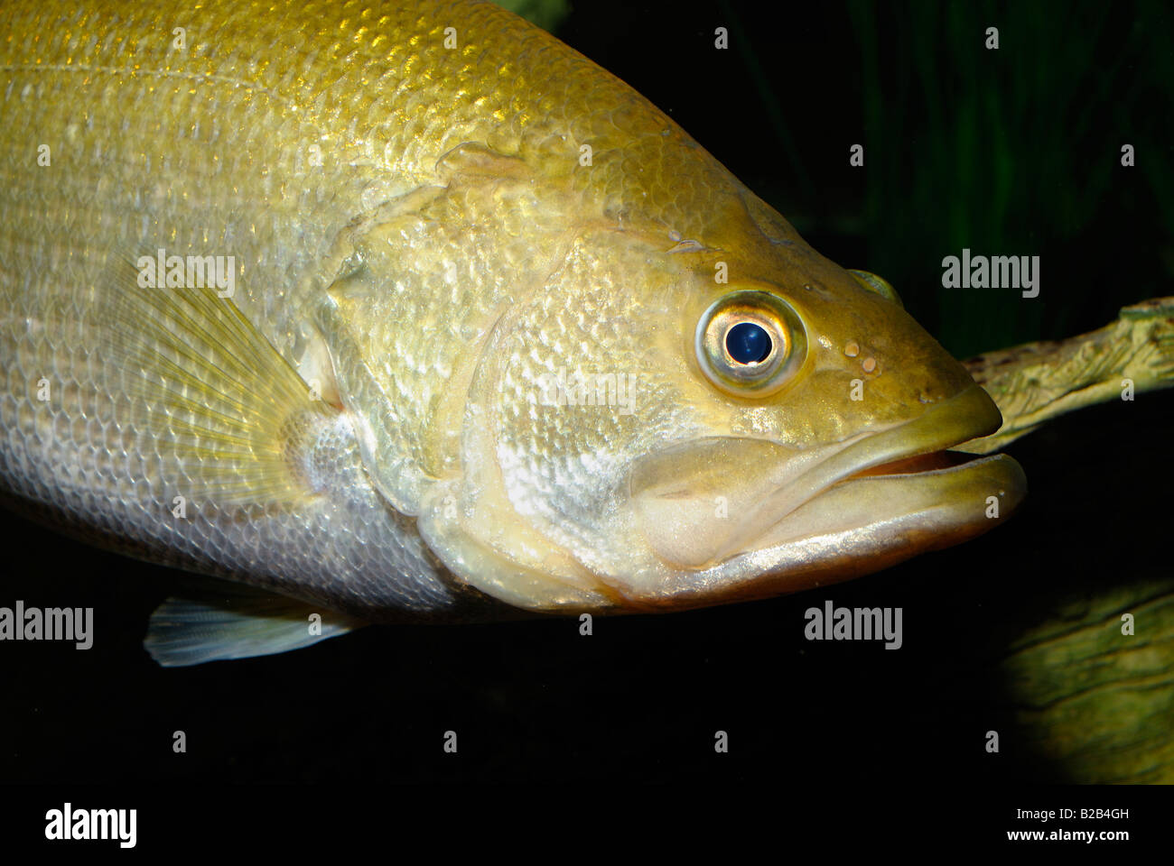 L'achigan à grande bouche Micropterus salmoides Florida Banque D'Images