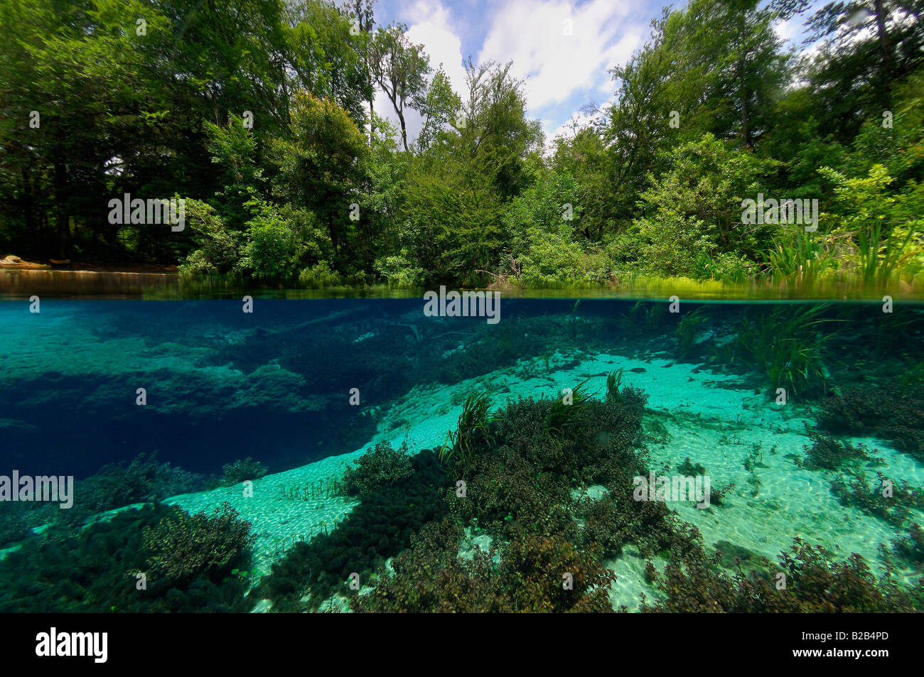 Ichetucknee Springs State Park, Floride Banque D'Images