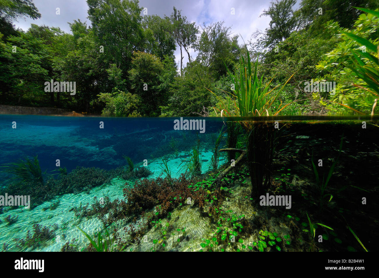 Ichetucknee Springs State Park, Floride Banque D'Images