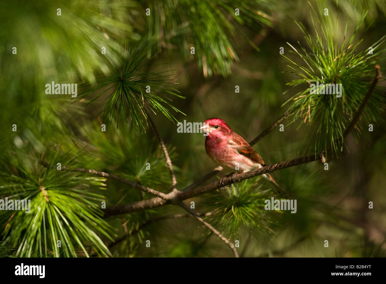 Roselin pourpré (Carpodacus purpureus) Banque D'Images