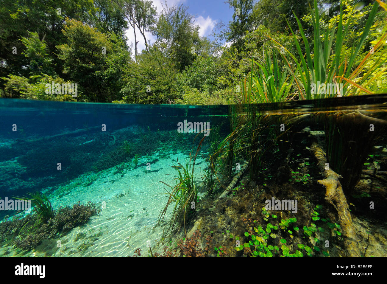 Ichetucknee Springs State Park, Floride Banque D'Images