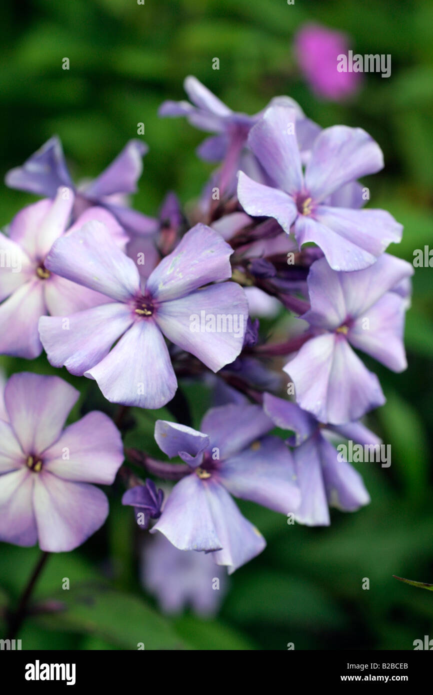 PHLOX PANICULATA PARADIS BLEU Banque D'Images