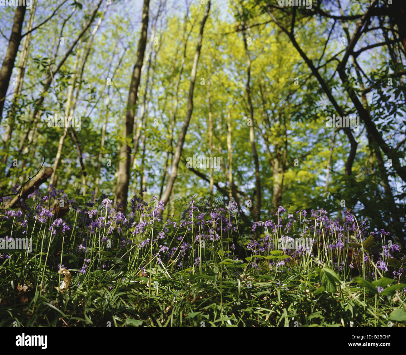 Bois Bluebell Angleterre Kent Banque D'Images