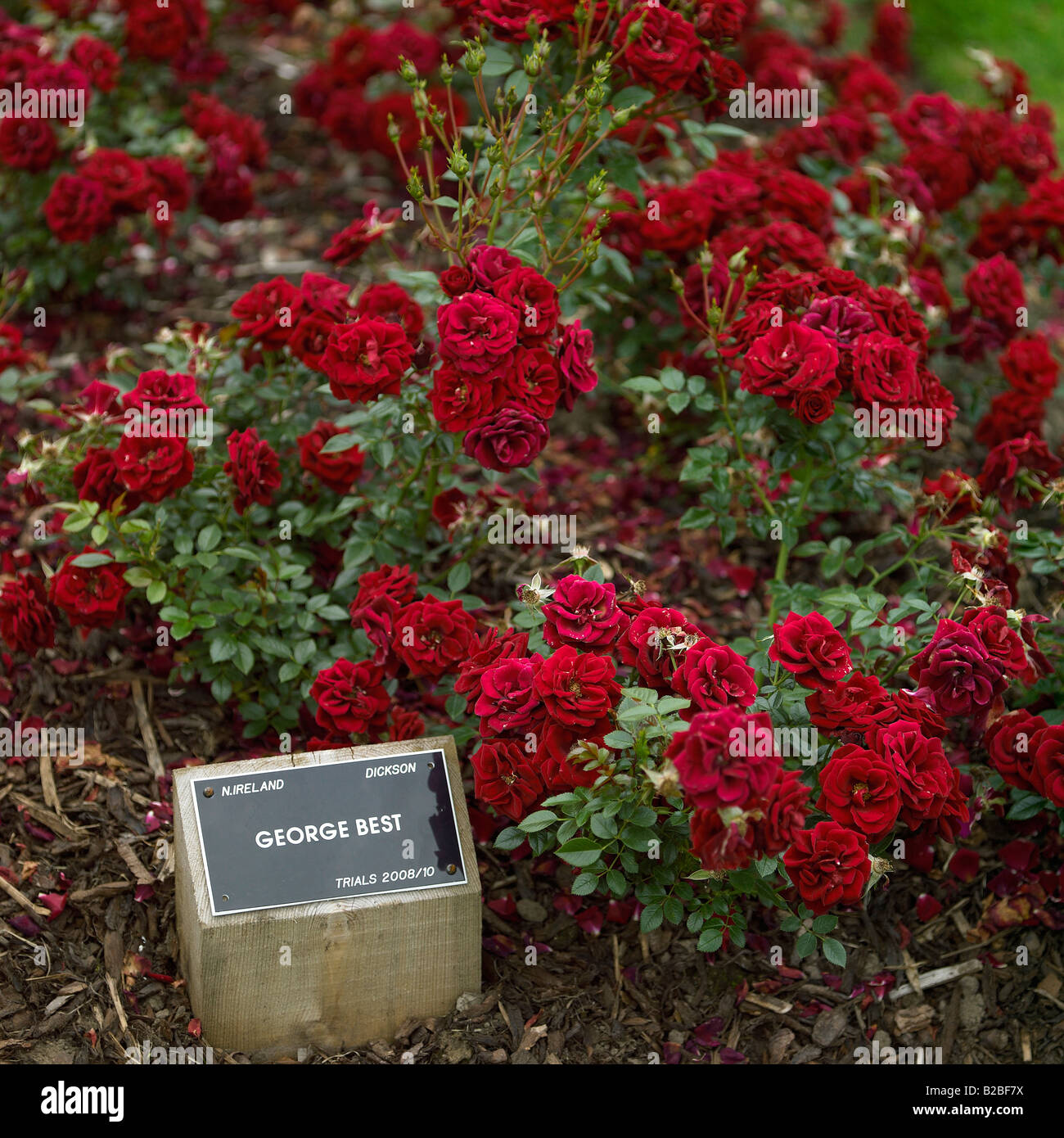 Jardin de roses de la Belfast Rose semaine, Lady Dixon Park. Banque D'Images