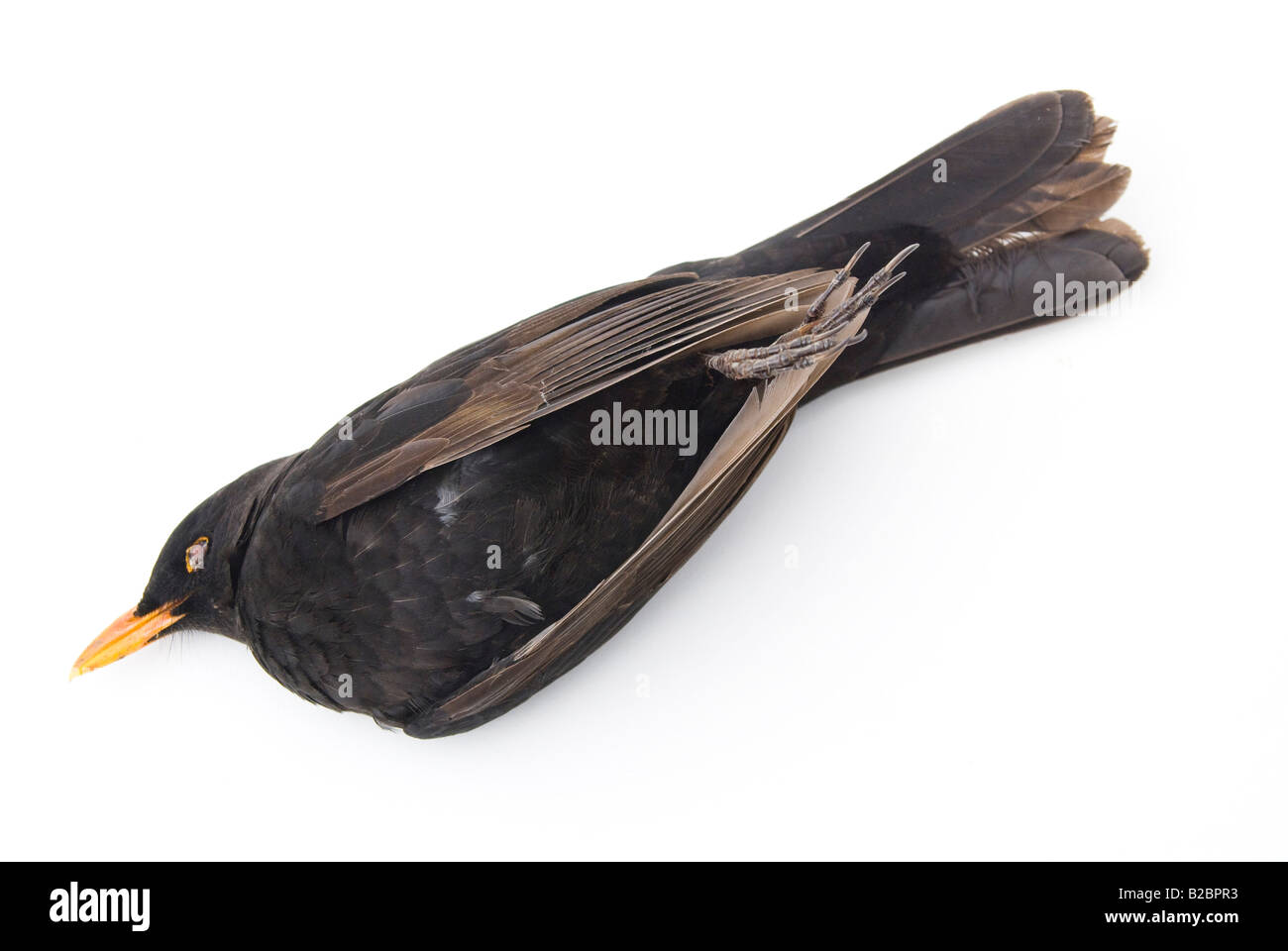 Blackbird mort sur fond blanc Banque D'Images