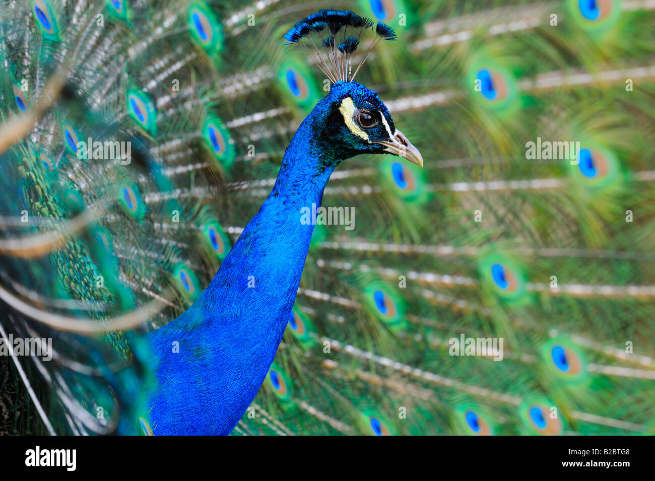 Peacock (Pavo cristatus) Banque D'Images
