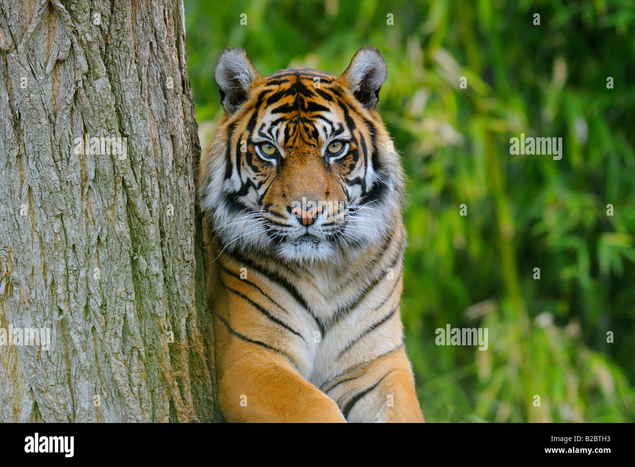 Tigre de Sumatra (Panthera tigris sumatrae) Banque D'Images