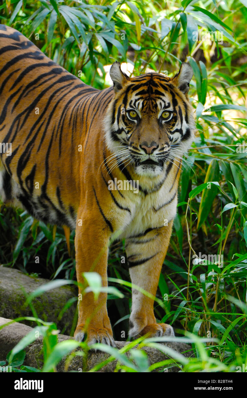 Tigre de Sumatra (Panthera tigris sumatrae) Banque D'Images
