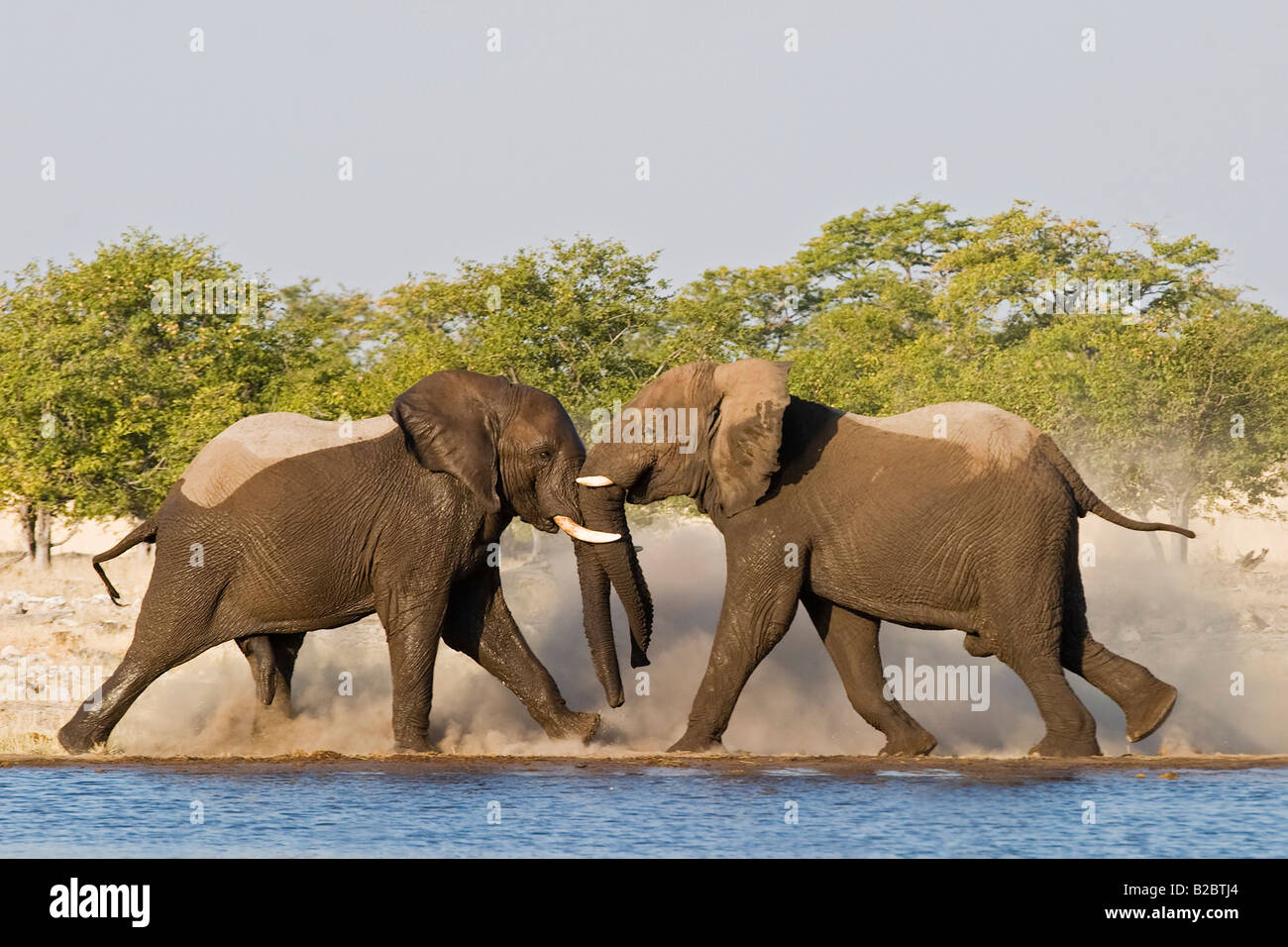 Bush africain Elephant (Loxodonta africana) Taureaux combat à un étang, Etosha National Park, Namibie, Afrique Banque D'Images