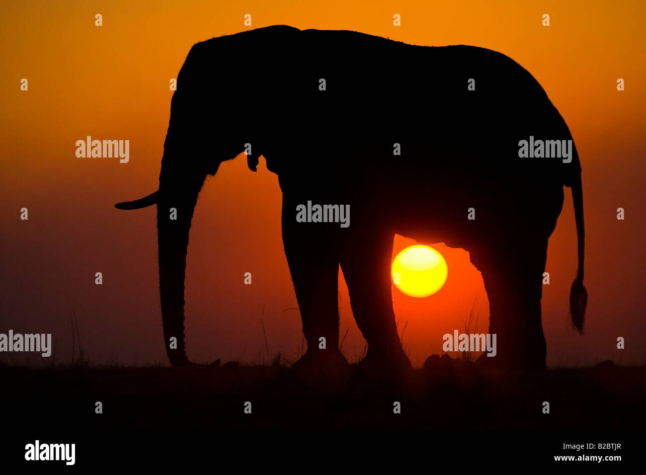 Bush africain Elephant (Loxodonta africana) pendant le coucher du soleil sur la rivière Chobe, Chobe National Park, Botswana, Africa Banque D'Images
