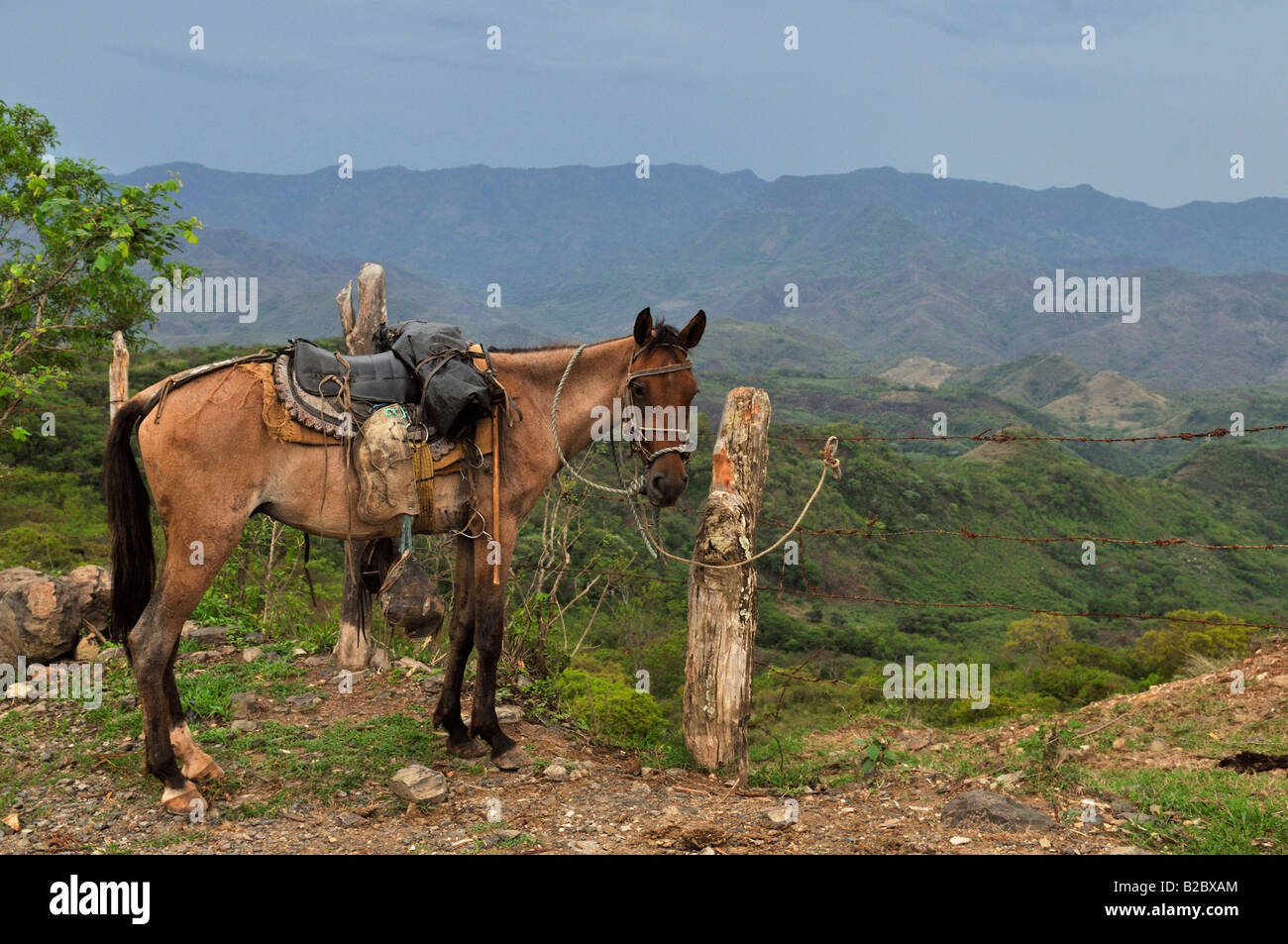 Cheval, région montagneuse, Esteli, Nicaragua, Amérique Centrale Banque D'Images