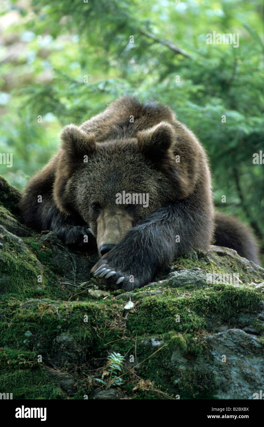 Eurasian Ours brun (Ursus arctos arctos) allongé sur un rocher, portrait Banque D'Images