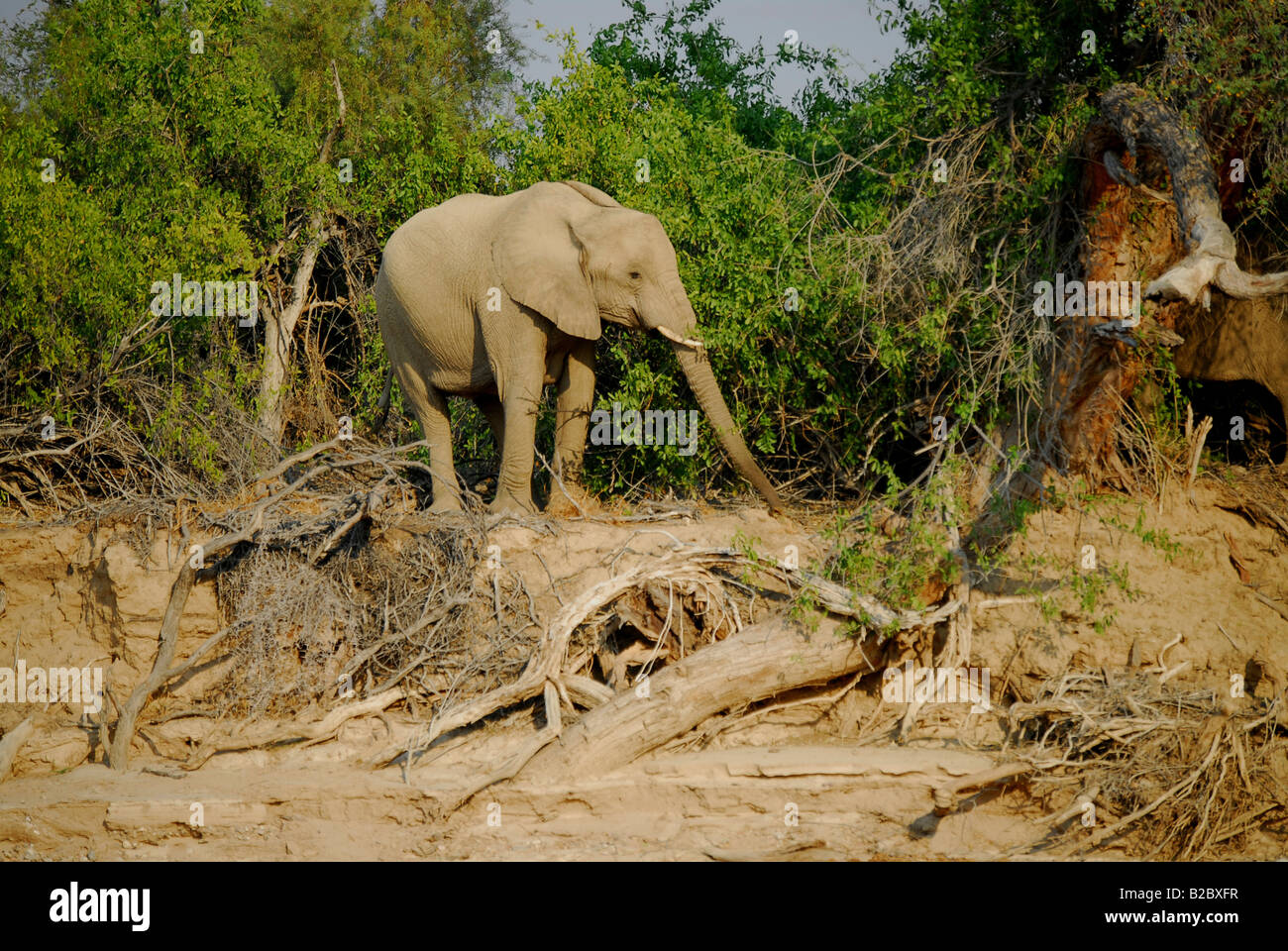 Les éléphants du désert, près de la rivière Hoarusib Kaokoveld, Purros, Namibie, Afrique Banque D'Images
