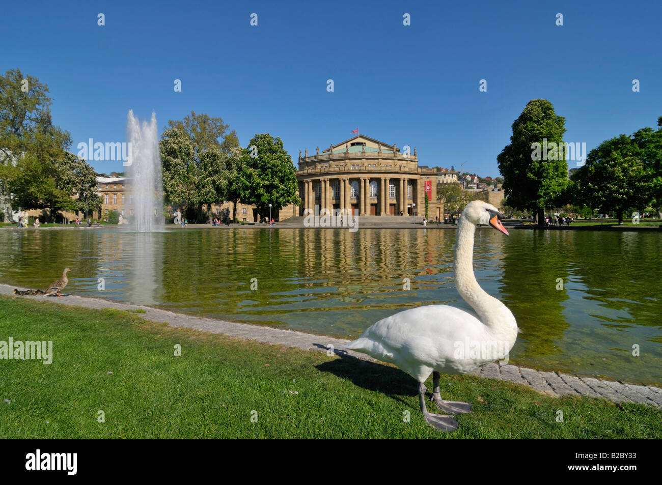Swan debout devant le lac Eckensee et le Staatstheater, State Theatre, Stuttgart, Bade-Wurtemberg, Allemagne, Europe Banque D'Images