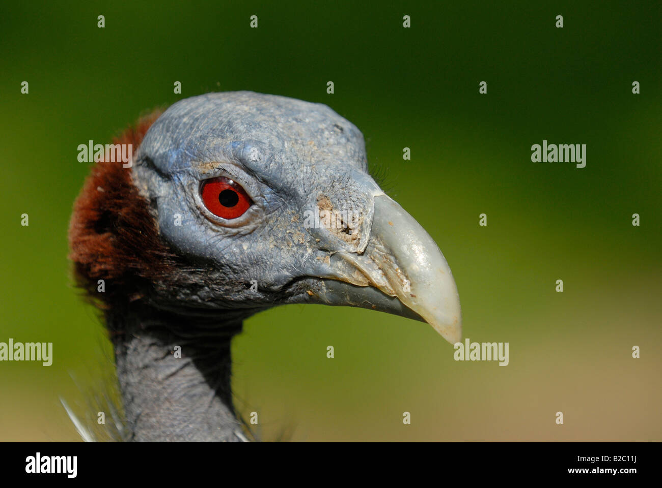 Pintade Vulturine Acryllium vulturinum () Banque D'Images