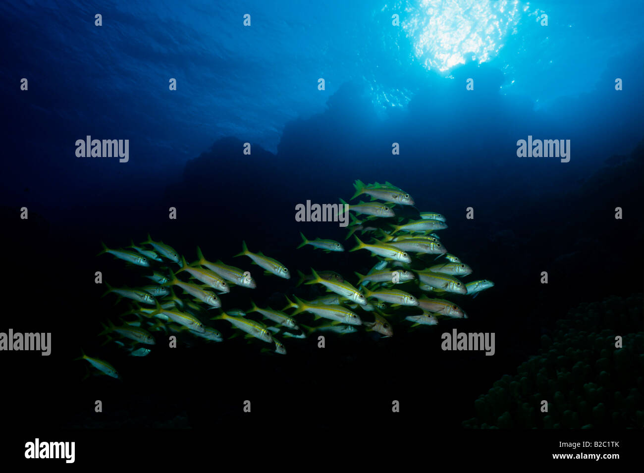 L'École de l'albacore (Goatfish Mulloidichthys vanicolensis) patrouiller la jante d'un océan de tranchée, Red Sea, Egypt, Africa Banque D'Images